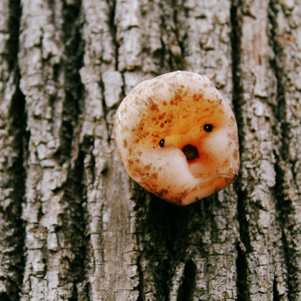a plastic doll head nailed to a tree