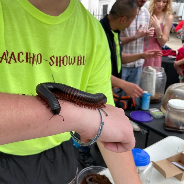 a man holds his arm level so a large millipede can crawl along it