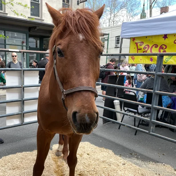 a large horse stares back at the camera