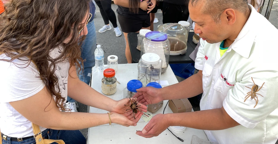 two people passing a large, hairy spider across their hands