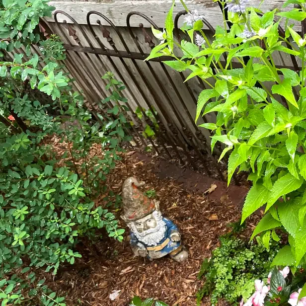 a gnome hiding by a wrought iron fence in the garden