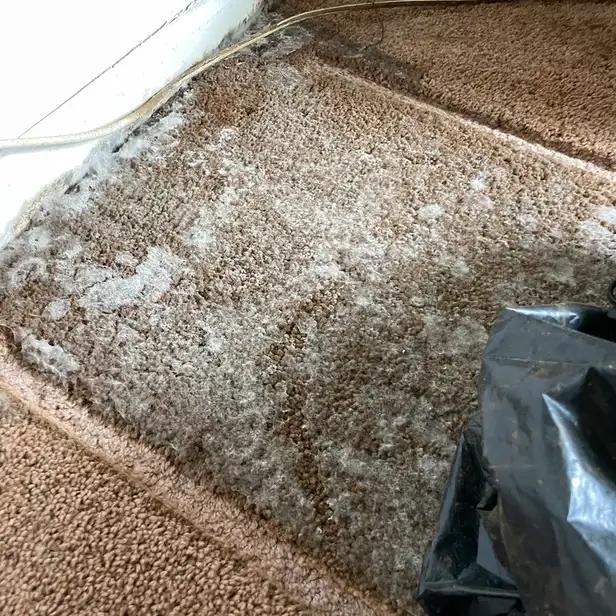 a field of mold growing on the carpet