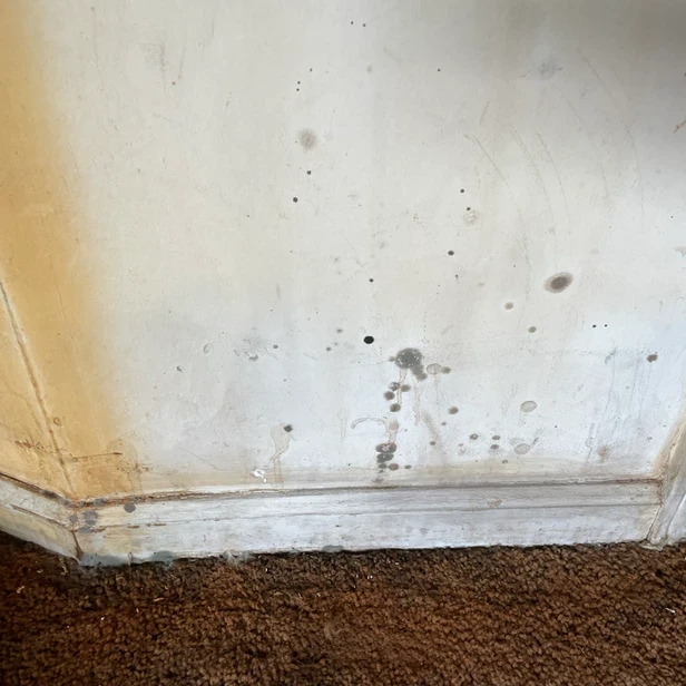 mold spores grow on the floor and wall in the old apartment