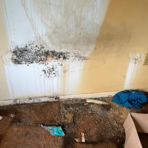 black mold grows on the wall and carpet on the floor in the old apartment