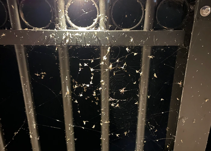 thick spider webs on the bridge railing