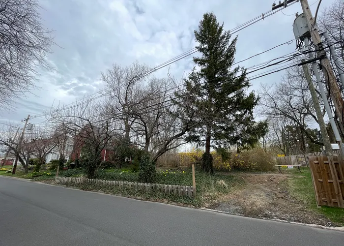 a vacant lot with a large pine tree in it
