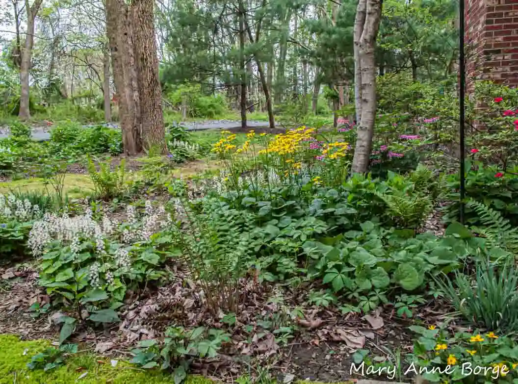 a patch of native plants growing in the yard