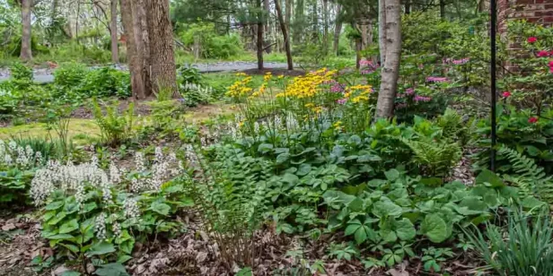 a patch of native plants growing in the yard