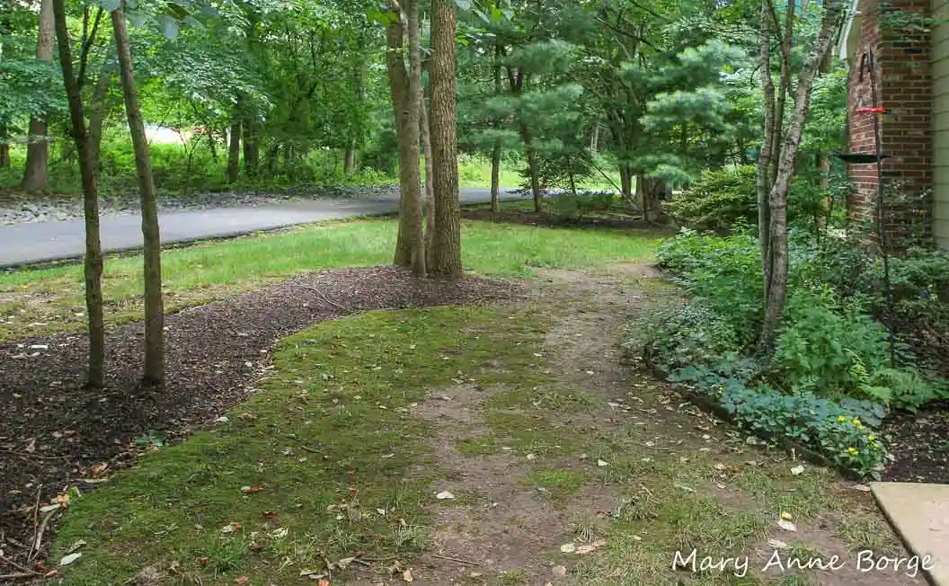 a shaded yard with dirt showing through in the thin lawn