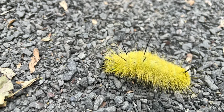 a bright yellow, fuzzy caterpillar with black antennas walks across a gravel path