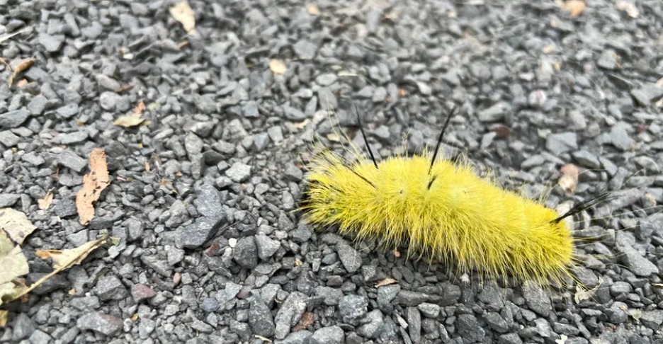a bright yellow, fuzzy caterpillar with black antennas walks across a gravel path